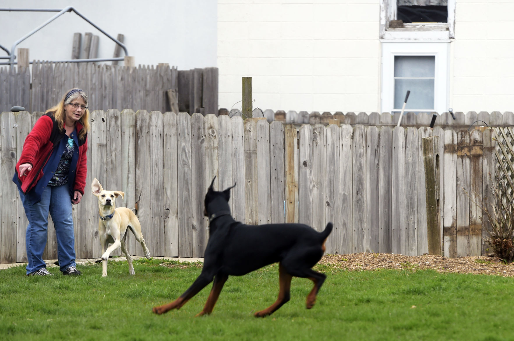 Dogs and humans playing together